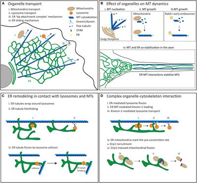 Complex Interactions Between Membrane-Bound Organelles, Biomolecular Condensates and the Cytoskeleton